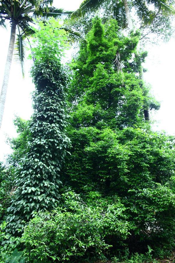 Hill Rock Apartamento Idukki Exterior foto